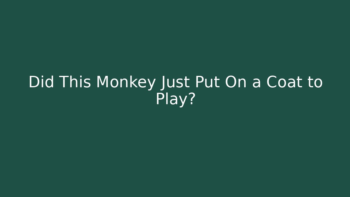 Did This Monkey Just Put On a Coat to Play? - Método de Aprovação