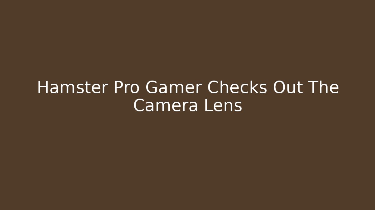 Hamster Pro Gamer Checks Out The Camera Lens - Método de Aprovação