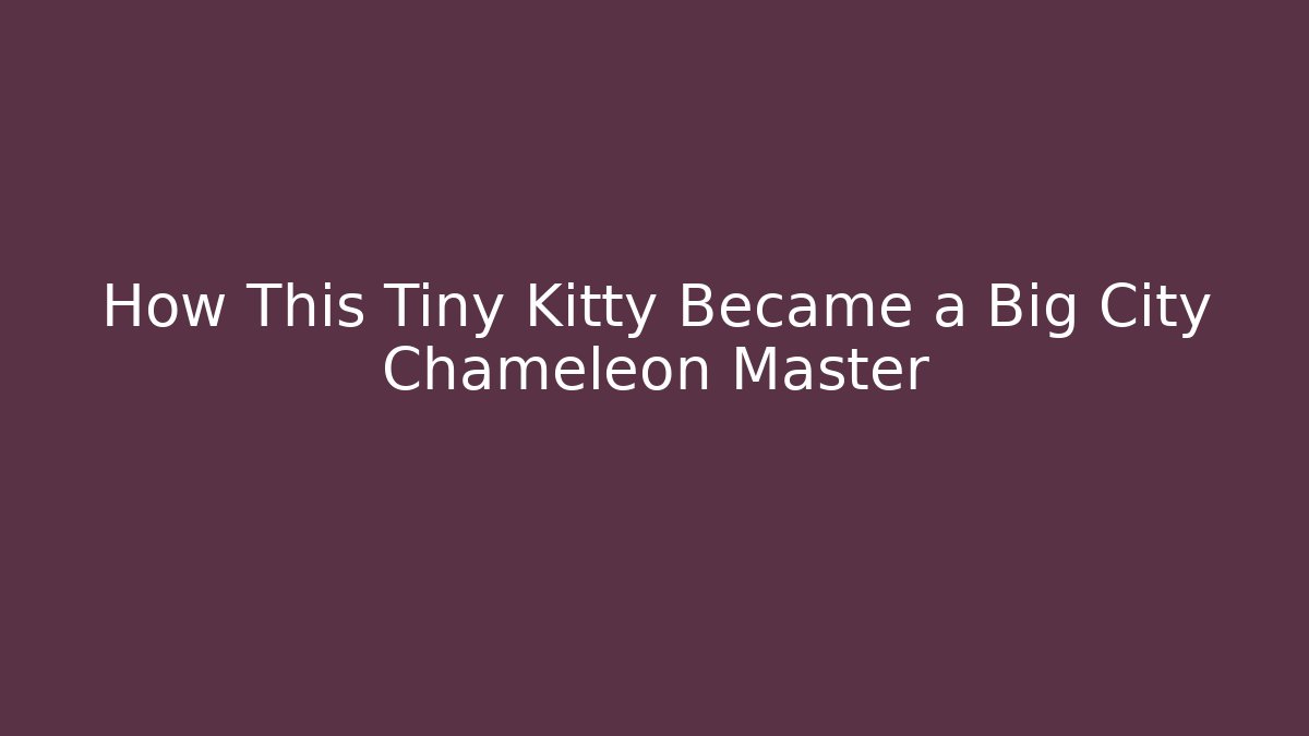 How This Tiny Kitty Became a Big City Chameleon Master - Método de Aprovação