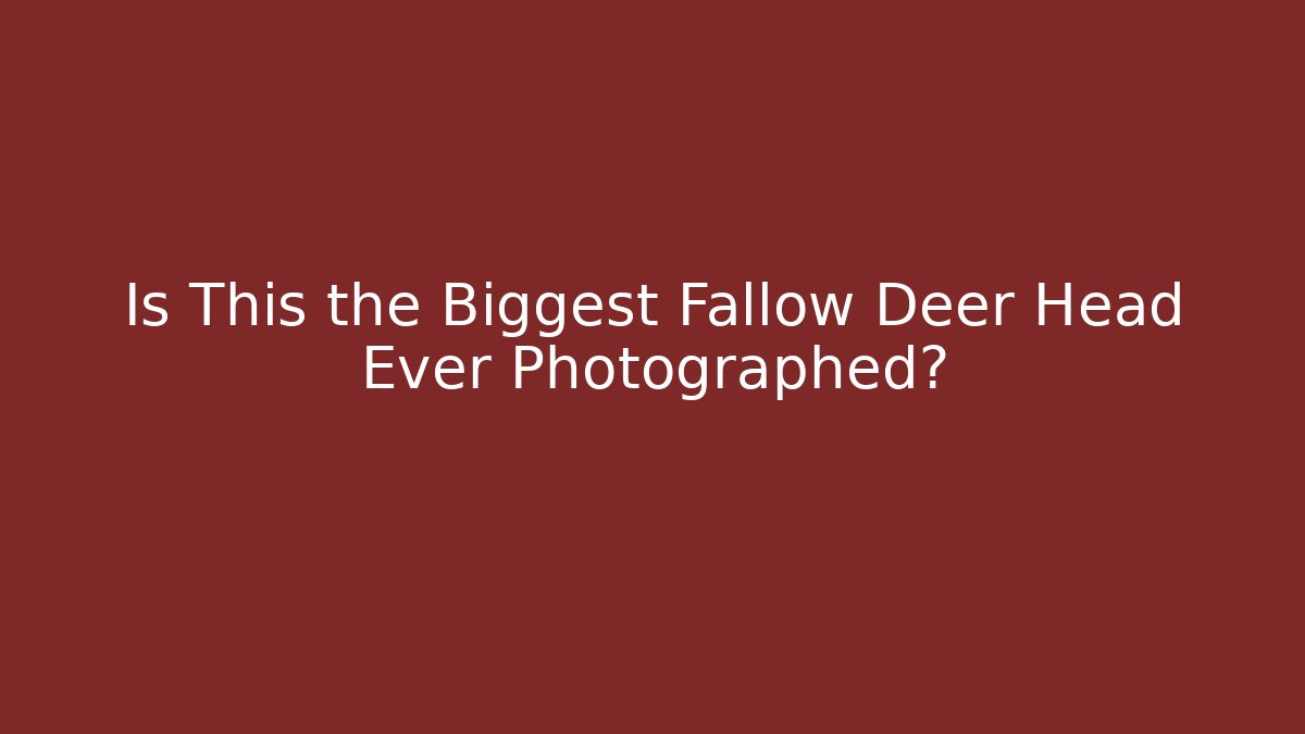 Is This the Biggest Fallow Deer Head Ever Photographed?