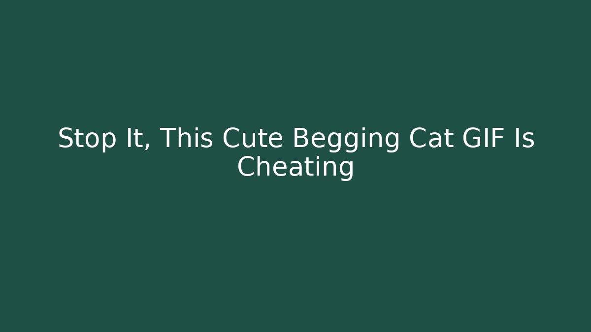 Stop It, This Cute Begging Cat GIF Is Cheating