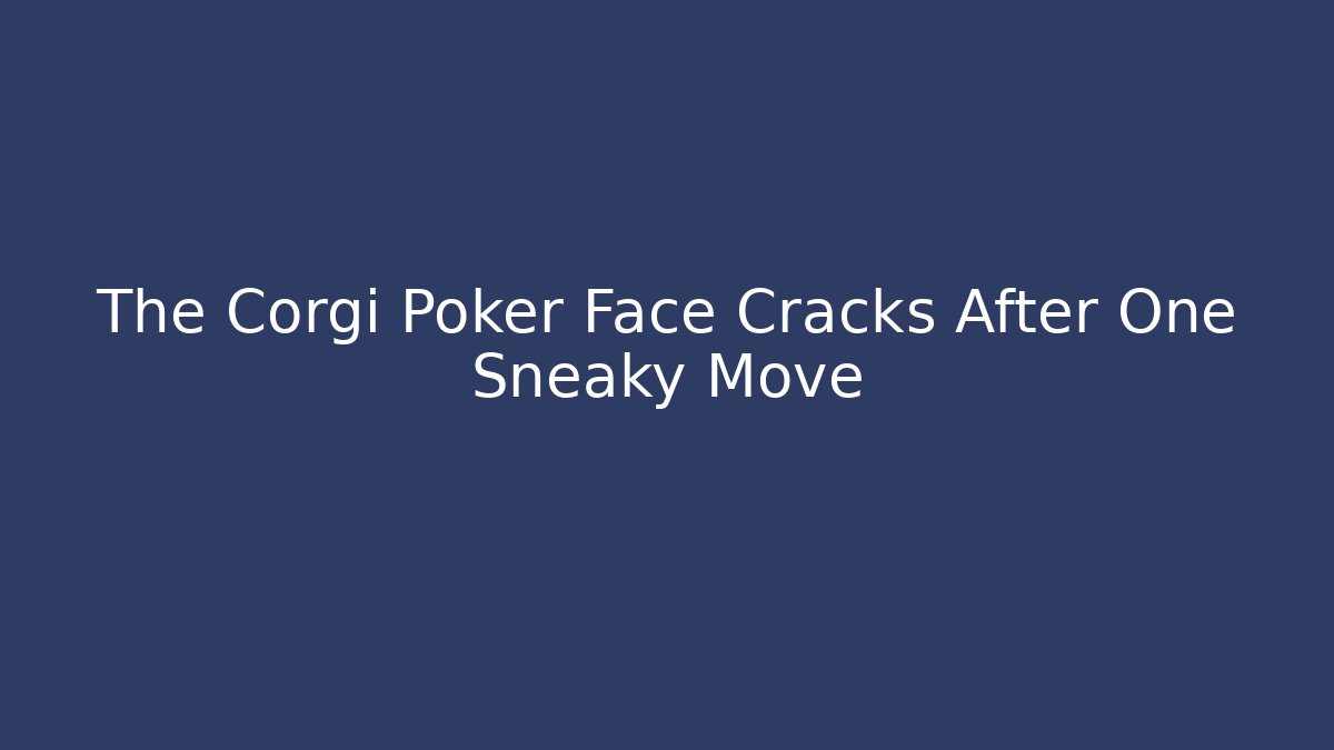 The Corgi Poker Face Cracks After One Sneaky Move