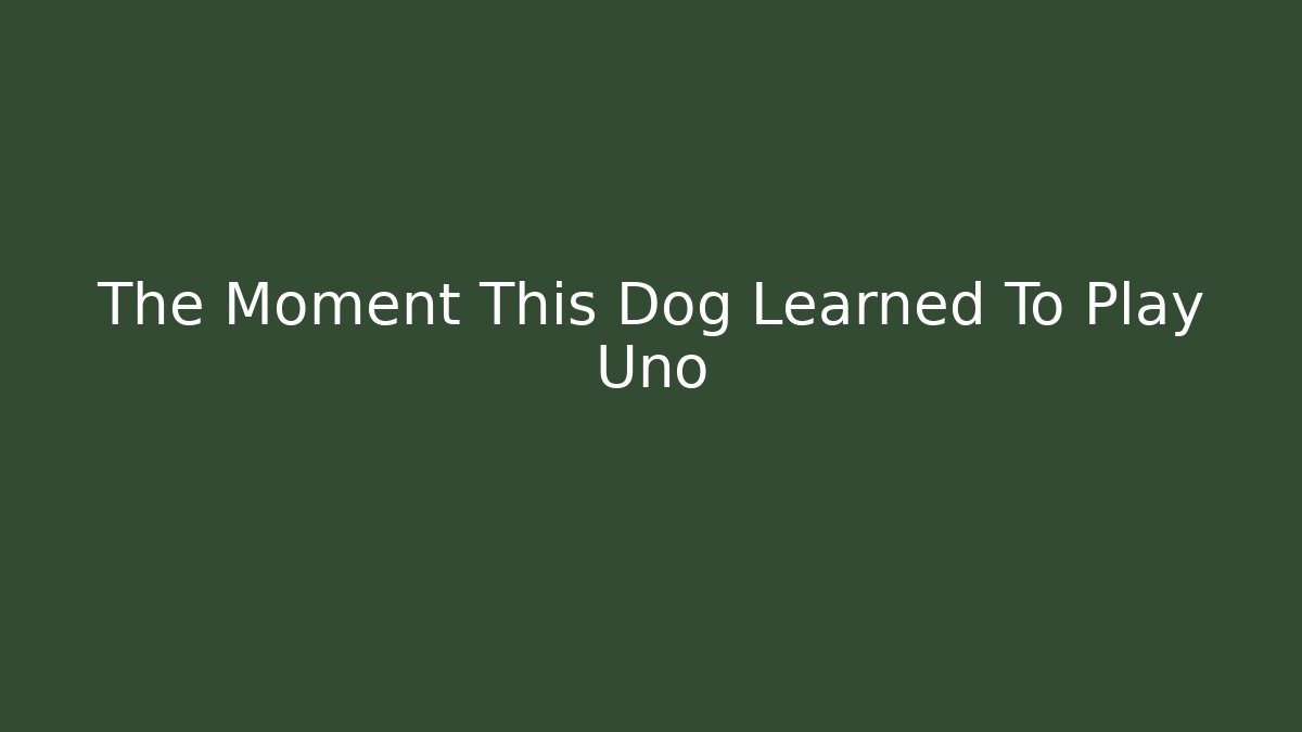 The Moment This Dog Learned To Play Uno