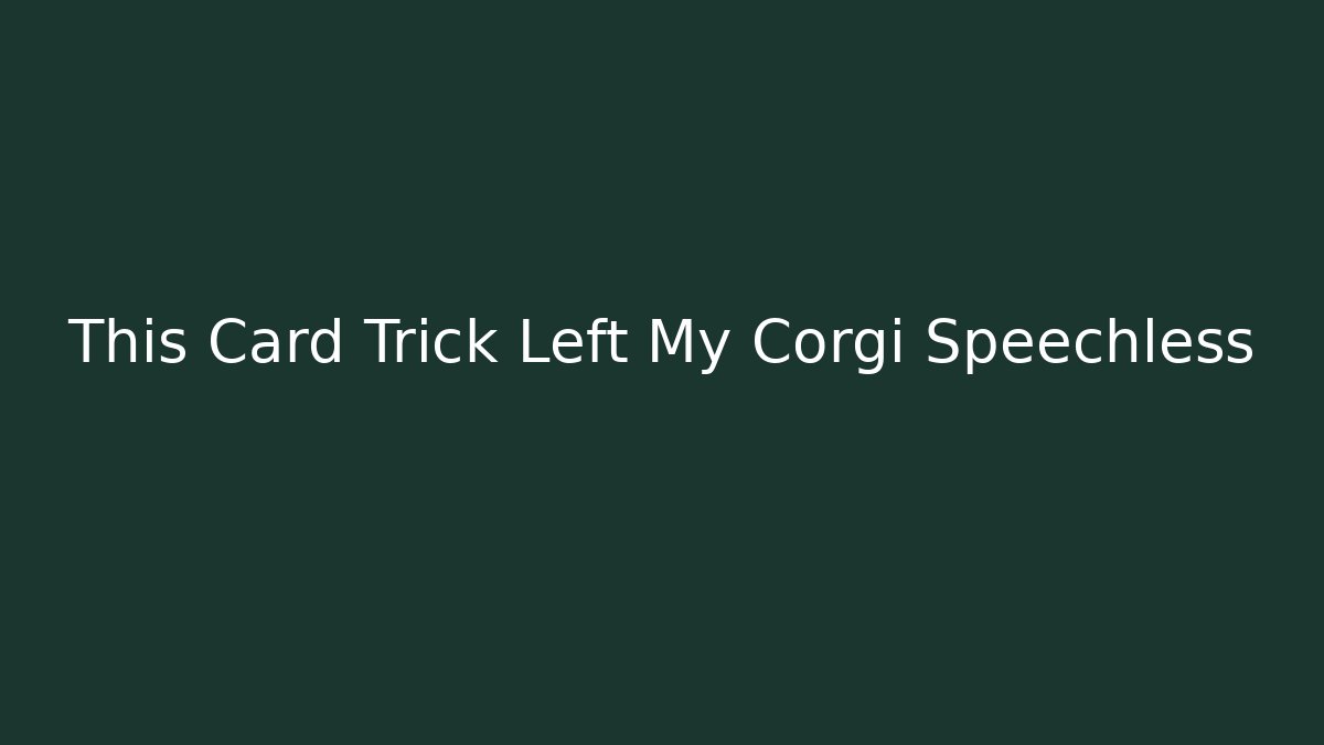 This Card Trick Left My Corgi Speechless