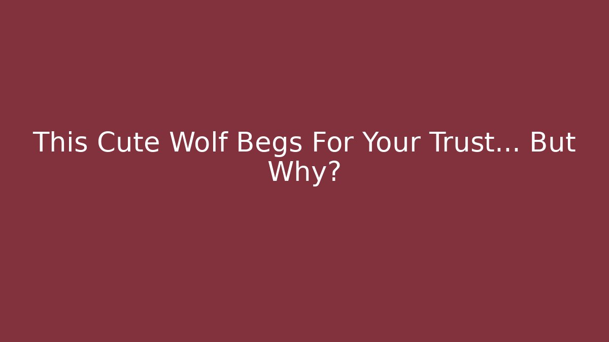 This Cute Wolf Begs For Your Trust... But Why?