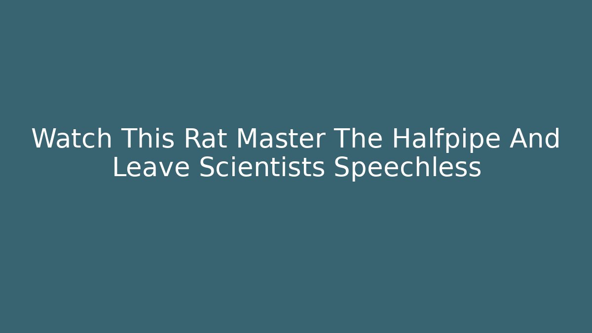 Watch This Rat Master The Halfpipe And Leave Scientists Speechless