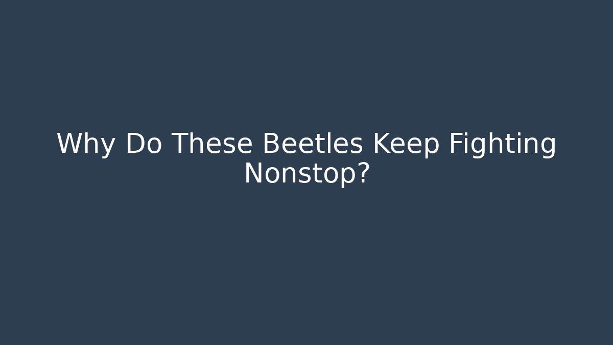 Why Do These Beetles Keep Fighting Nonstop?