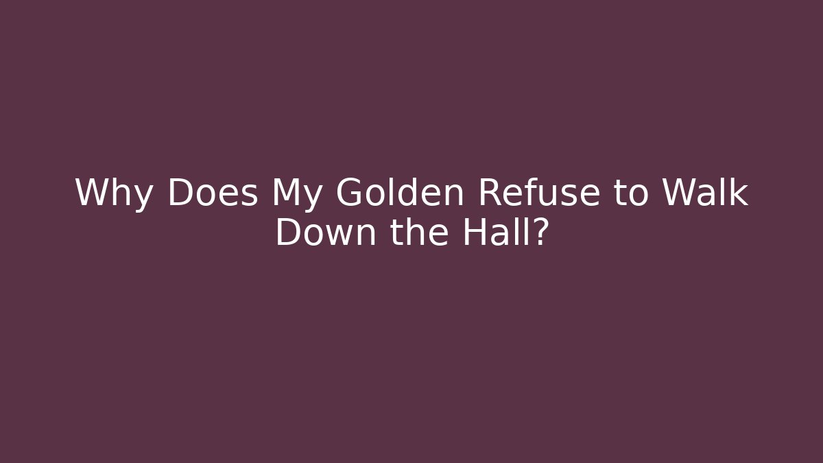 Why Does My Golden Refuse to Walk Down the Hall?