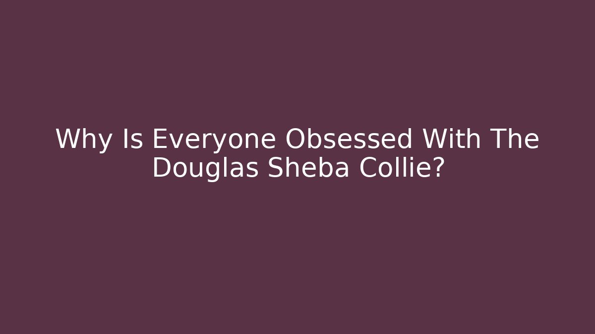 Why Is Everyone Obsessed With The Douglas Sheba Collie?