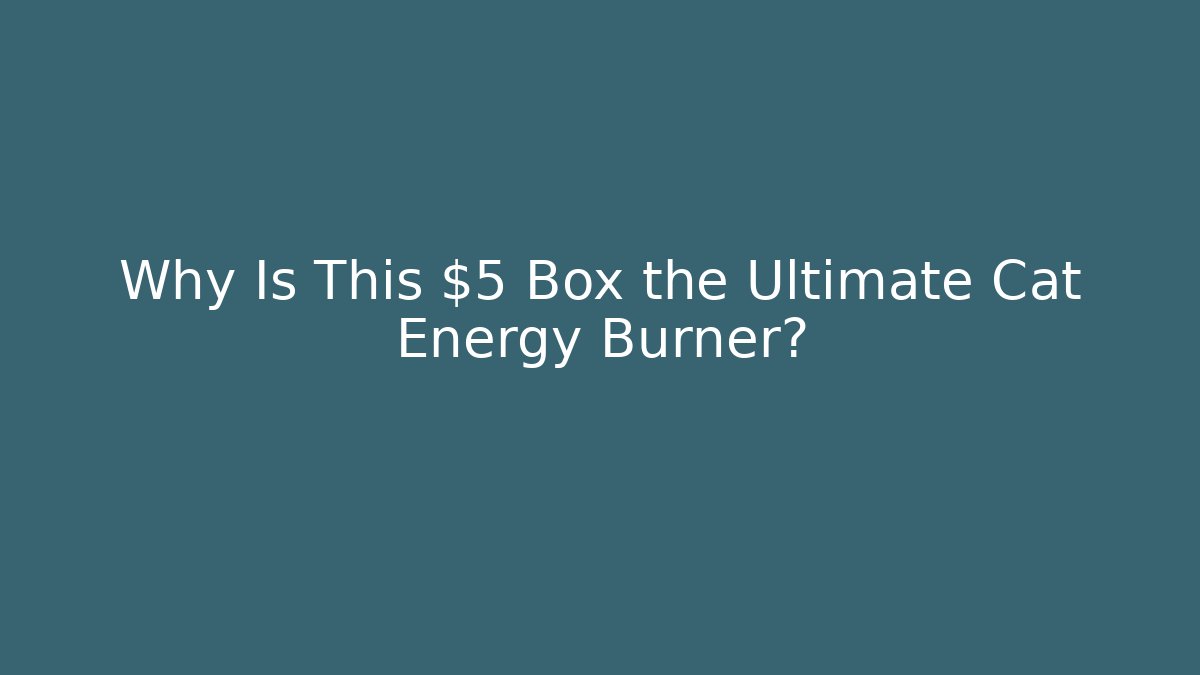 Why Is This $5 Box the Ultimate Cat Energy Burner?