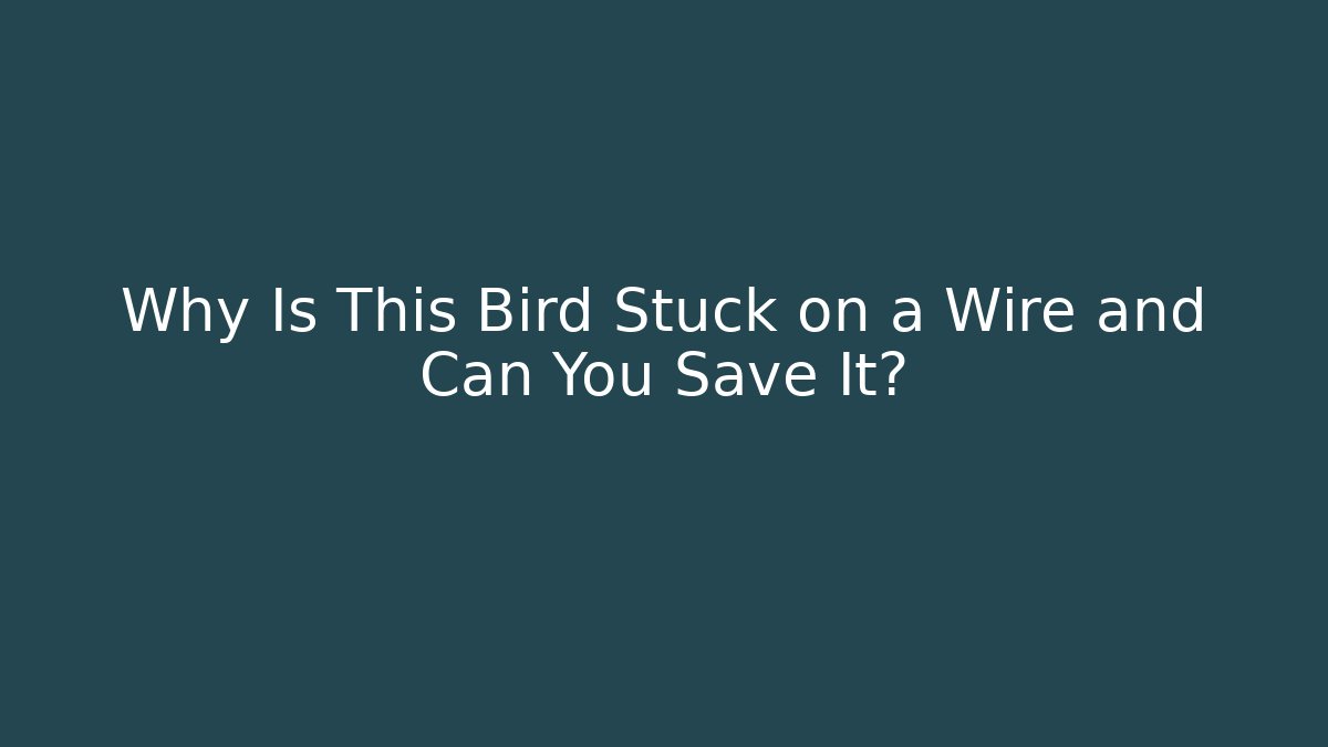 Why Is This Bird Stuck on a Wire and Can You Save It? - Método de Aprovação
